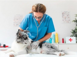 The Animal Care Industry Growth, Revenue And Statistical Insights