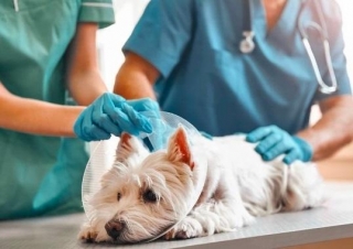 Exploring The Animal Care Market Players, Trends, And Growth Drivers