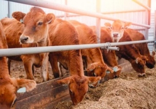 An Overview Of The Animal Feed Market, Share, And Growth