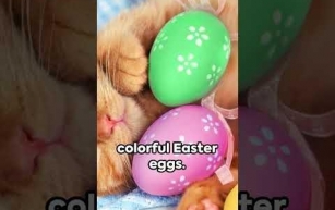 Easter's Best Pet: The Kitten