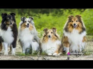 Shelties,  5 Fascinating Facts