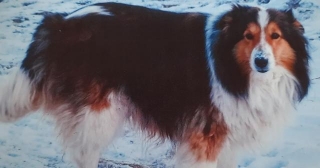 10 Interesting Facts About Shetland Sheepdogs