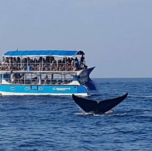 All You Need To Know About Whale Watching In Sri Lanka
