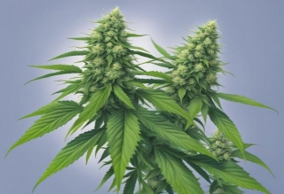 Canadian Marijuana Strains: How Local Genetic Impact Seed Quality?