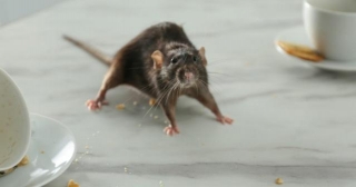 Can You Sell A House With A Rat Infestation?