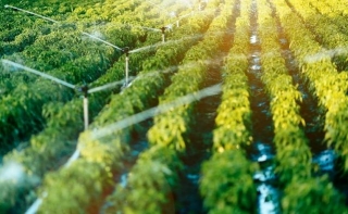 Sustainable Practices In Crop Protection Industry