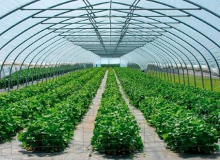 Exploring The Growth Of Protected Cultivation Market