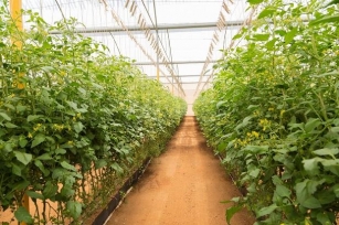 Protected Cultivation Market: Current Trends And Future Prospects