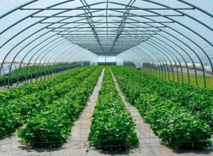 Growth Trends In The Protected Cultivation Market