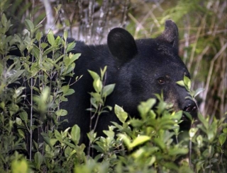 Here's What To Do If You Cross Paths With A Black Bear In West Virginia