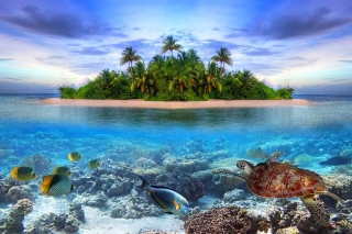 Plan Unforgettable Snorkelling Escapades In The Maldives