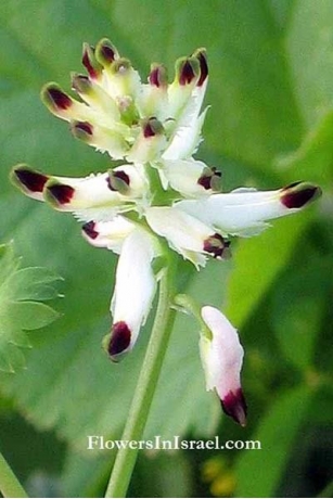 Flora De Israel | Fumaria Capreolata