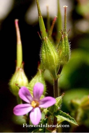Flora De Israel: Geranio Robertiano