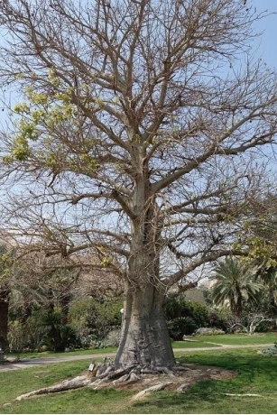 Plantas De Israel: Baobab Africano O árbol Del Pan Del Mono