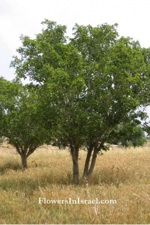 Plantas De La Biblia: Sicomoro (Ficus Sycomorus)