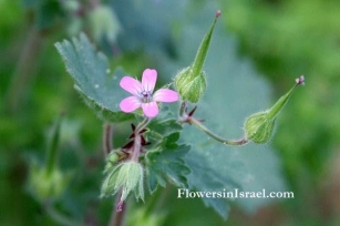 Flora De Israel: Sausana (Geranium Rotundifolium)