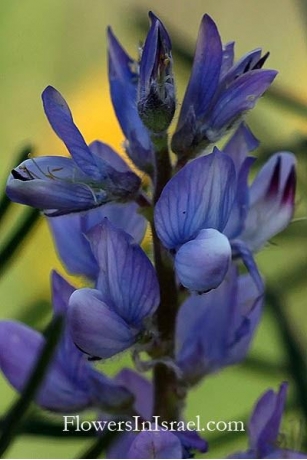 El Lupino Azul | Flora De Israel
