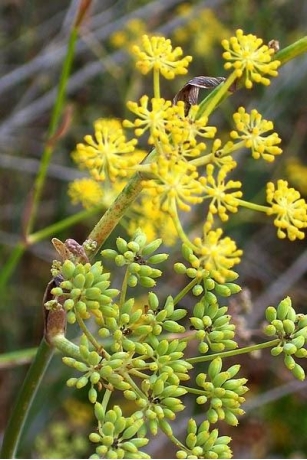 Flora De Israel: Hinojo | Foeniculum Vulgare
