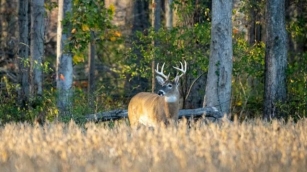 KY Hunting Seasons 2024-25: Dates, Regulations, And Gear