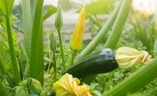 Come Coltivare Con Successo Le Cucurbitacee Nel Tuo Orto (zucchine, Cetrioli, Meloni)