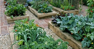 Come Coltivare Verdure Nel Giardino Sfruttando Le Zone  D'ombra