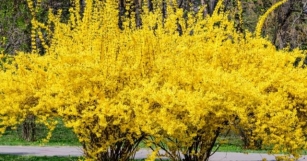 Guida Pratica Sulla Coltivazione Della Forsythia: Il Fiore Che Annuncia L'arrivo Della Primavera