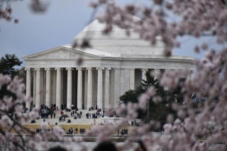 Plan Your Perfect Weekend At DC’s Cherry Blossom Festival