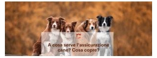 Assicurazione Per I Cani: Garanzia Di Protezione E Cura Per I Tuoi Fedeli Compagni