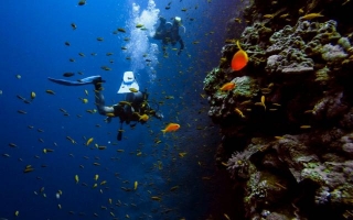See The Underwater World With Scuba Curacao