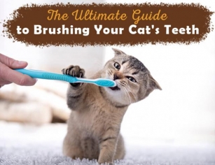 The Ultimate Guide To Brushing Your Cat’s Teeth