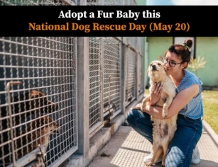 Adopt A Fur Baby This National Dog Rescue Day