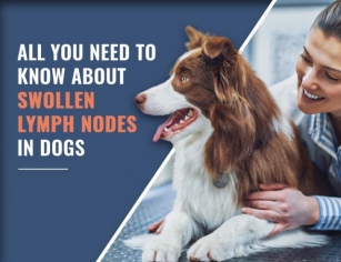 All You Need To Know About Swollen Lymph Nodes In Dogs