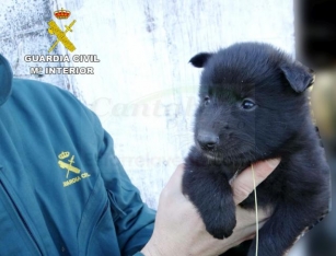 La Guardia Civil Localiza A La Presunta Responsable Del Abandono De Tres Cachorros En Reocín