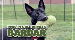Palm Valley Animal Society Pet Of The Week: Bardar