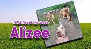 Palm Valley Animal Society Pet Of The Week: Alizee