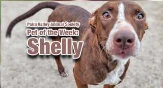 Palm Valley Animal Society Pet Of The Week: Shelly