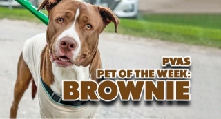 Palm Valley Animal Society Pet Of The Week: Brownie