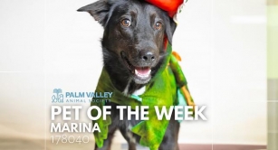 Palm Valley Animal Society Pet Of The Week: Marina