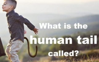 What Is The Human Tail Called?