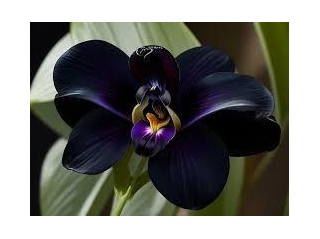 Orquídia-Negra