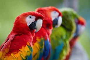 Lindos Pássaros Com As Mais Exuberantes E Coloridas Plumagens