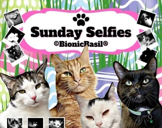 **HAPPY EASTER!!!** The BBHQ Annual Easter Egg Hunt On The Sunday Selfies & Caturday Art Blog Hops