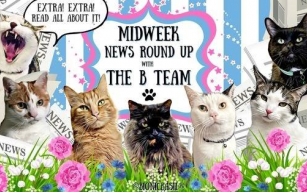 The BBHQ Midweek News Round-Up ~ WHERE DID WE GO LAST WEEK? **PLUS** Melvyn Chillaxing in The Garden, Smooch Taking it Easy, and Fudge's Supurr Spy Spot **PLUS** SUNSPOT OF THE WEEK