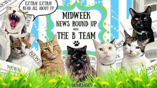 The BBHQ Midweek News Round-Up ~   Fudge Up The Tree Again, Parsley's Lapping Up The Meowgical Energy, And Melvyn's Wearing This Weeks Top Pick Bandana