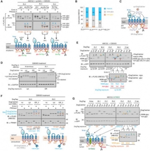 Topological Generation Pathways Of Multiple Transmembrane Proteins