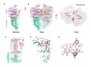 Research Progress On Structural Characteristics And Enzyme Activity Regulation Mechanisms Of Viral Topoisomerases