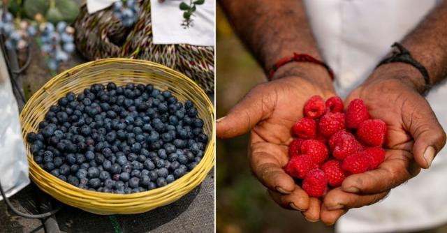 How to Grow Raspberries, Blueberries in India? Woman Uses Low-Cost Innovation to Run Berry Biz