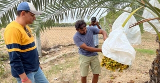 ‘My Dad’s A Farmer & This Was A Dream’: Engineer Grows Rare ‘Yellow Dates’, Reaps Big Profits