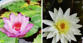 How To Grow Water Lilies At Home? Tips From Homemaker Who Earns Rs 1 Lakh/Month Selling Them