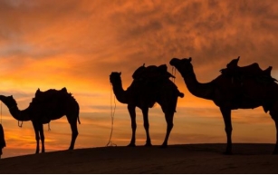 Adventure and Relaxation: Balancing Thrills on a Desert Safari Dubai